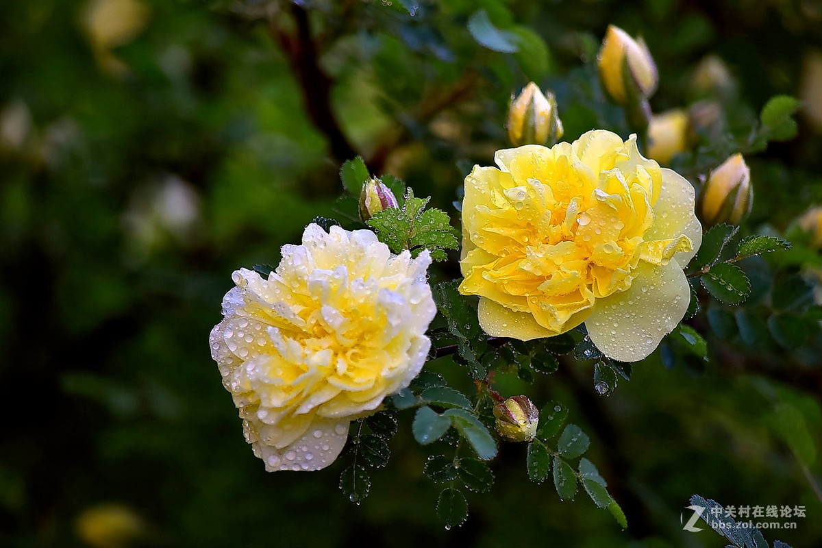 D810DX55-300拍小花