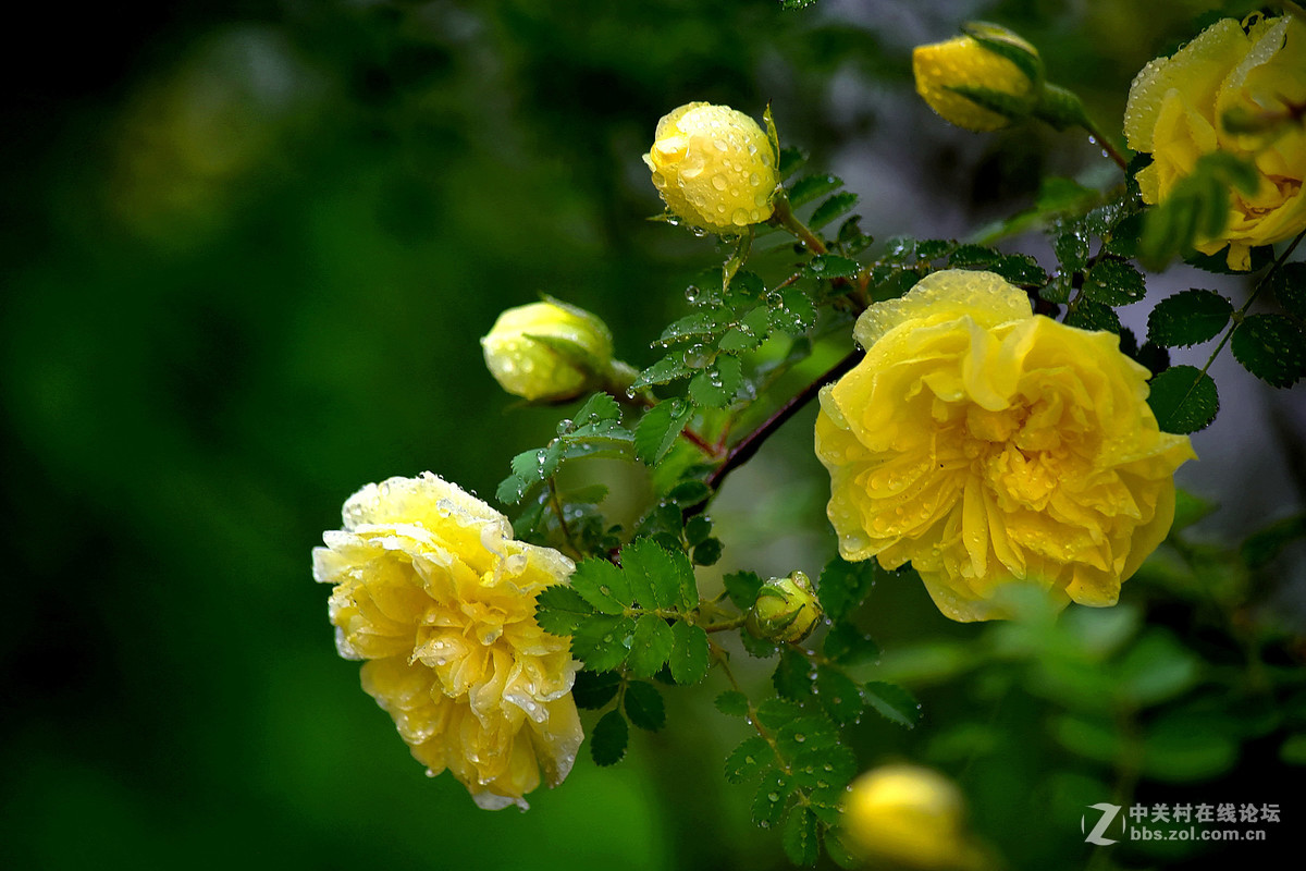 D810DX55-300拍小花