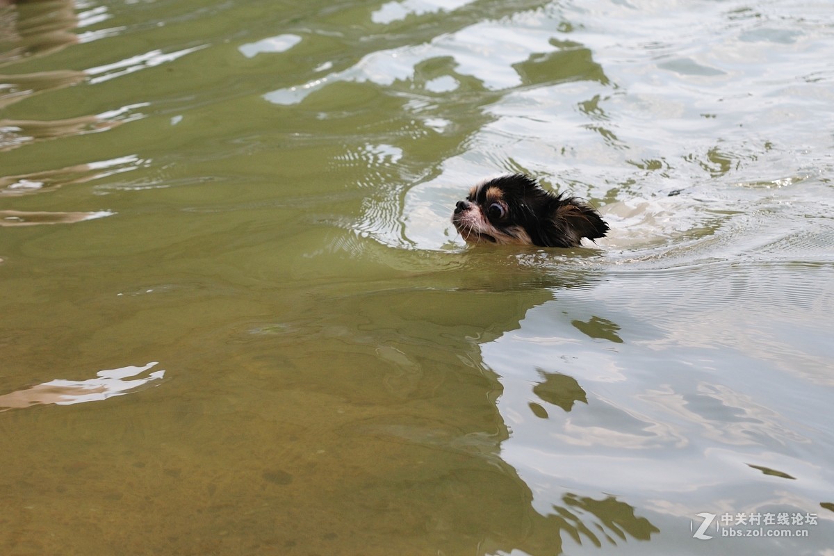 邕江码头落水狗第一弹