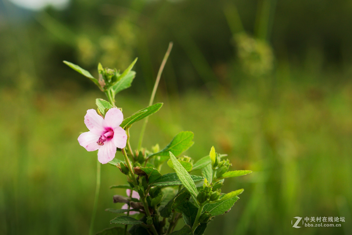 适马301.4拍花草