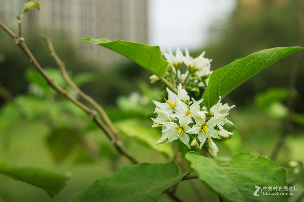 适马301.4拍花草