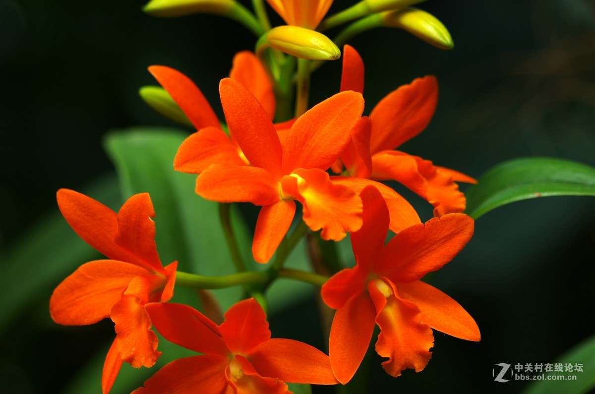 新加坡国花胡姬花4