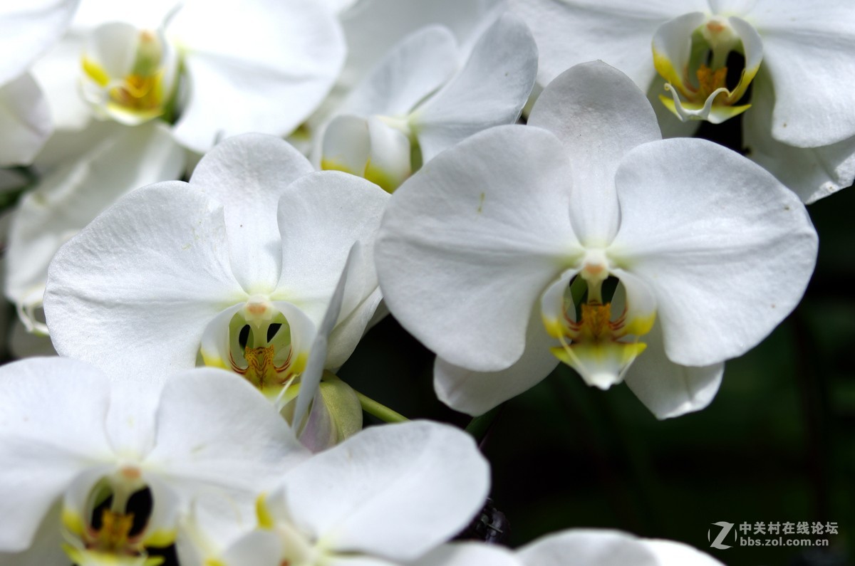 新加坡国花胡姬花4