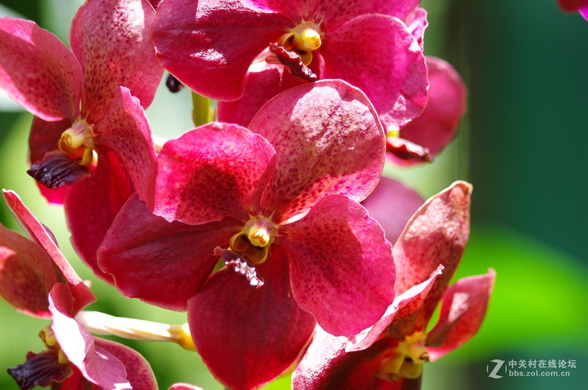 新加坡国花胡姬花4