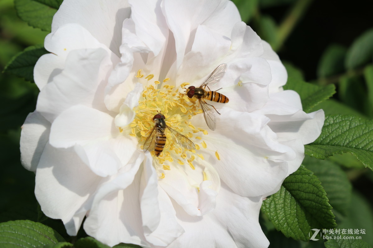 常州月季节之蜜蜂