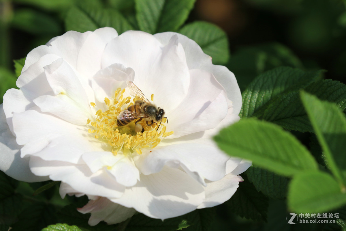常州月季节之蜜蜂