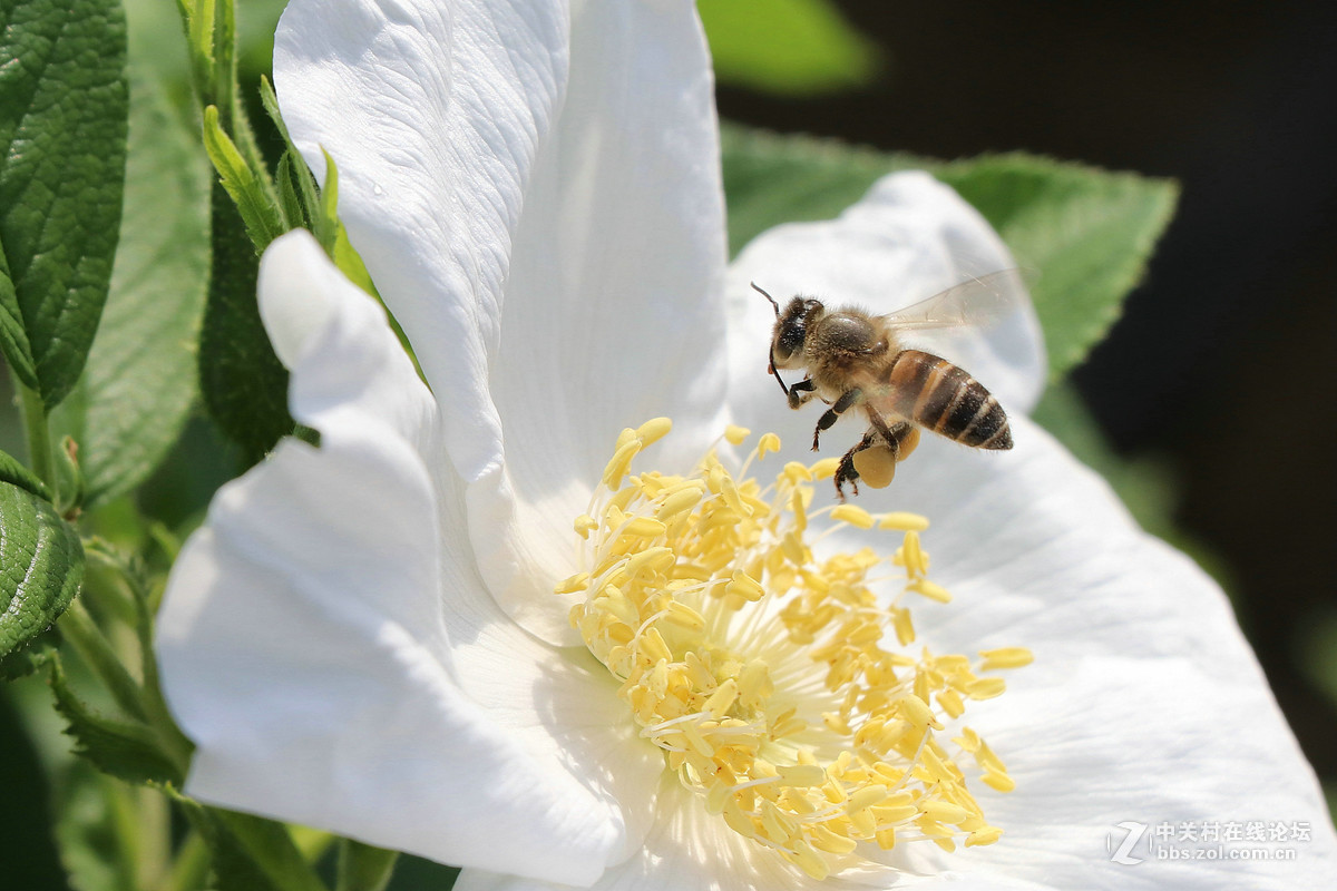 常州月季节之蜜蜂