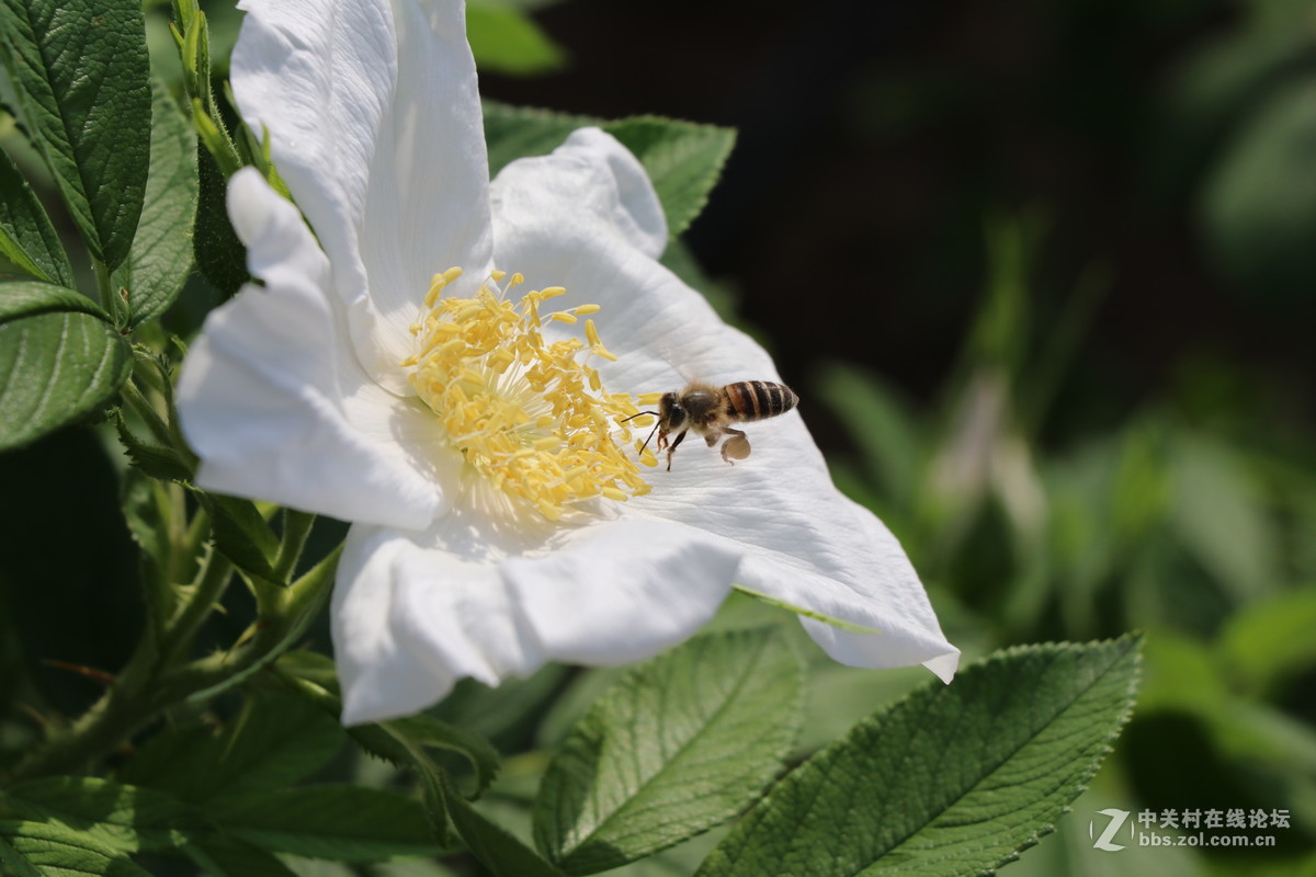 常州月季节之蜜蜂