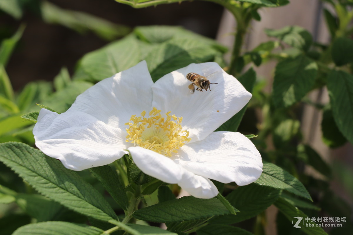 常州月季节之蜜蜂