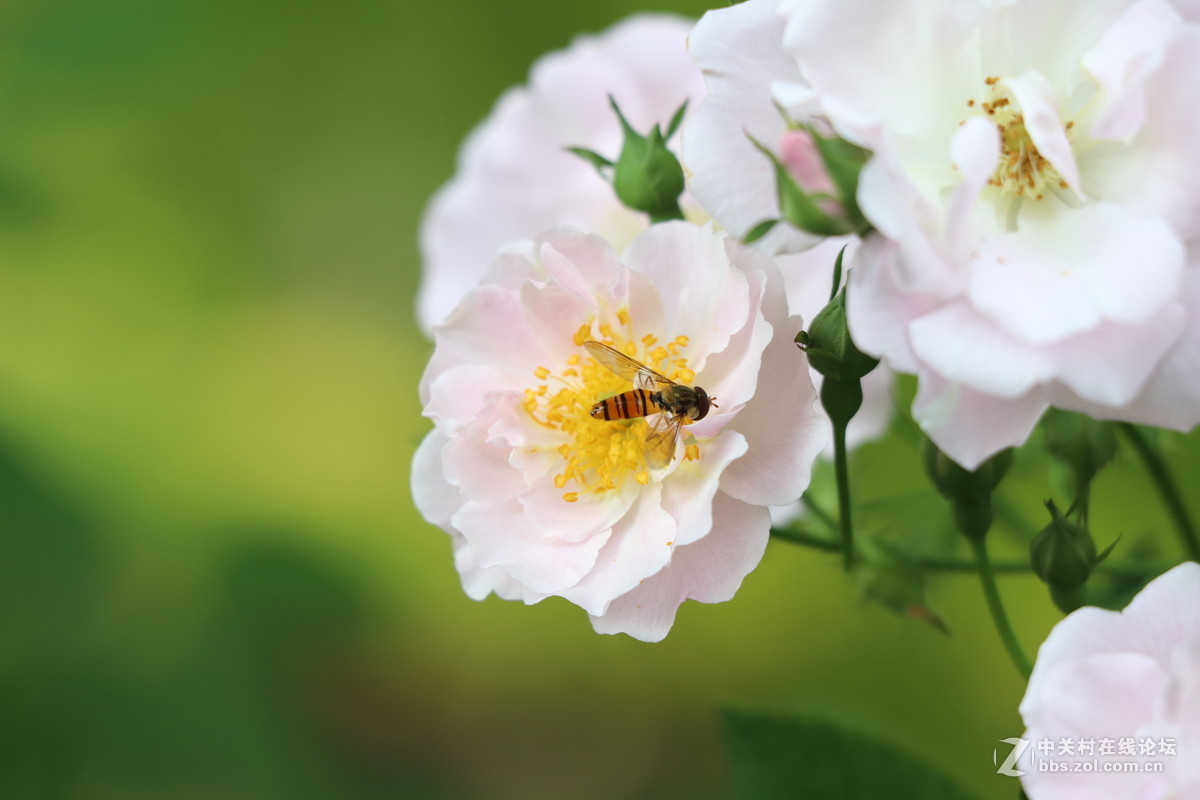 常州月季节之蜜蜂