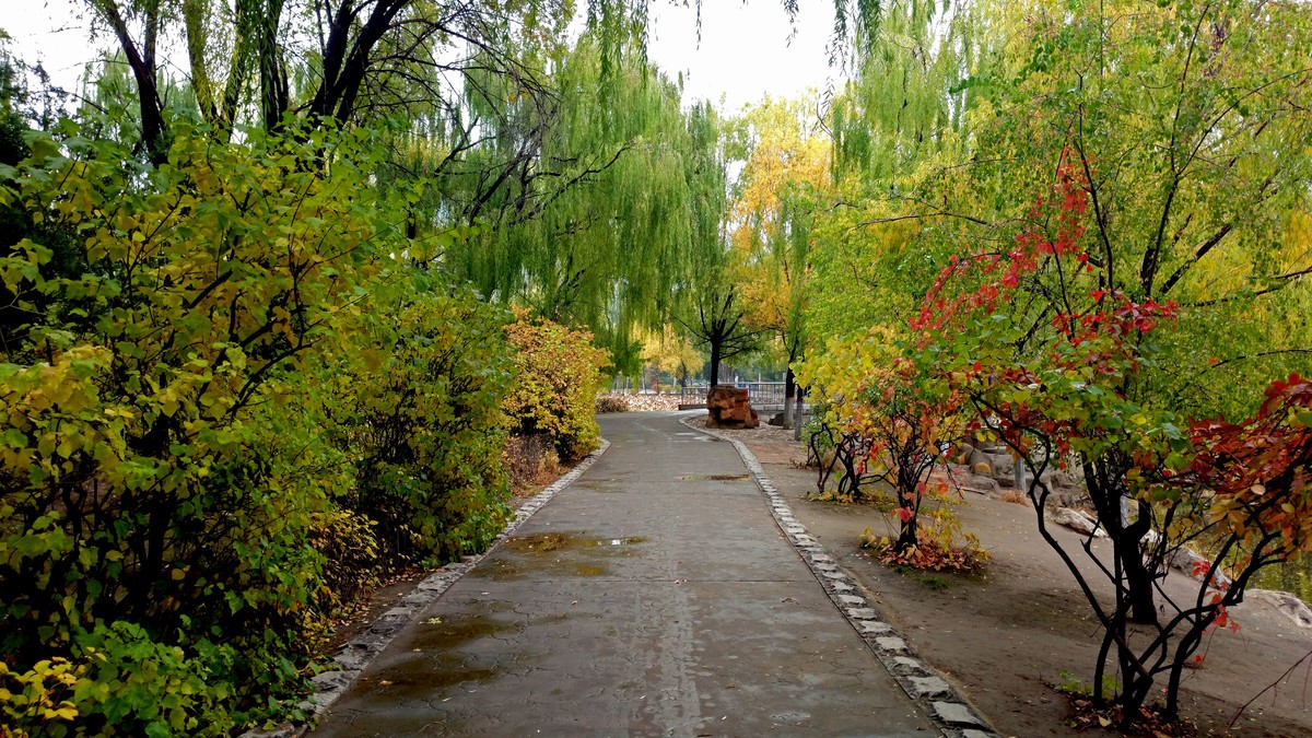 大美内蒙古------ 呼和浩特 : 雨后漫步青城公园