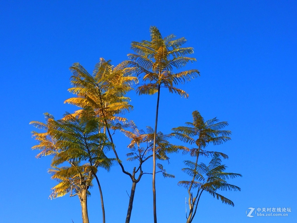 手机拍摄冬天的蓝花楹