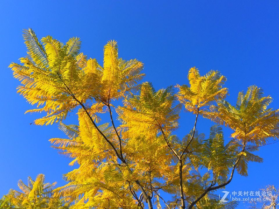 手机拍摄冬天的蓝花楹