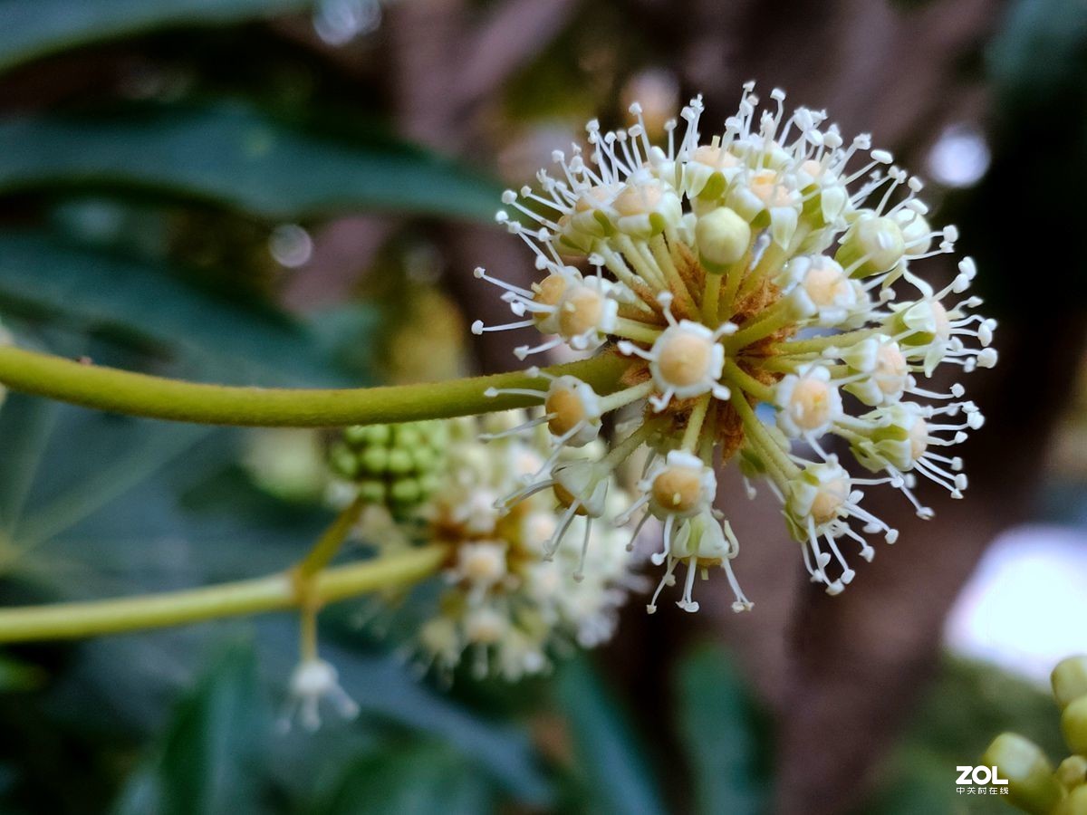 花卉系列【1616】