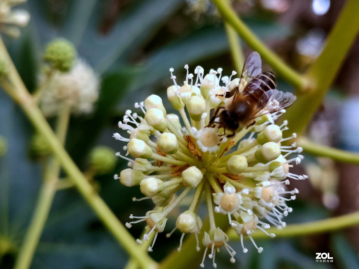 花卉系列【1616】