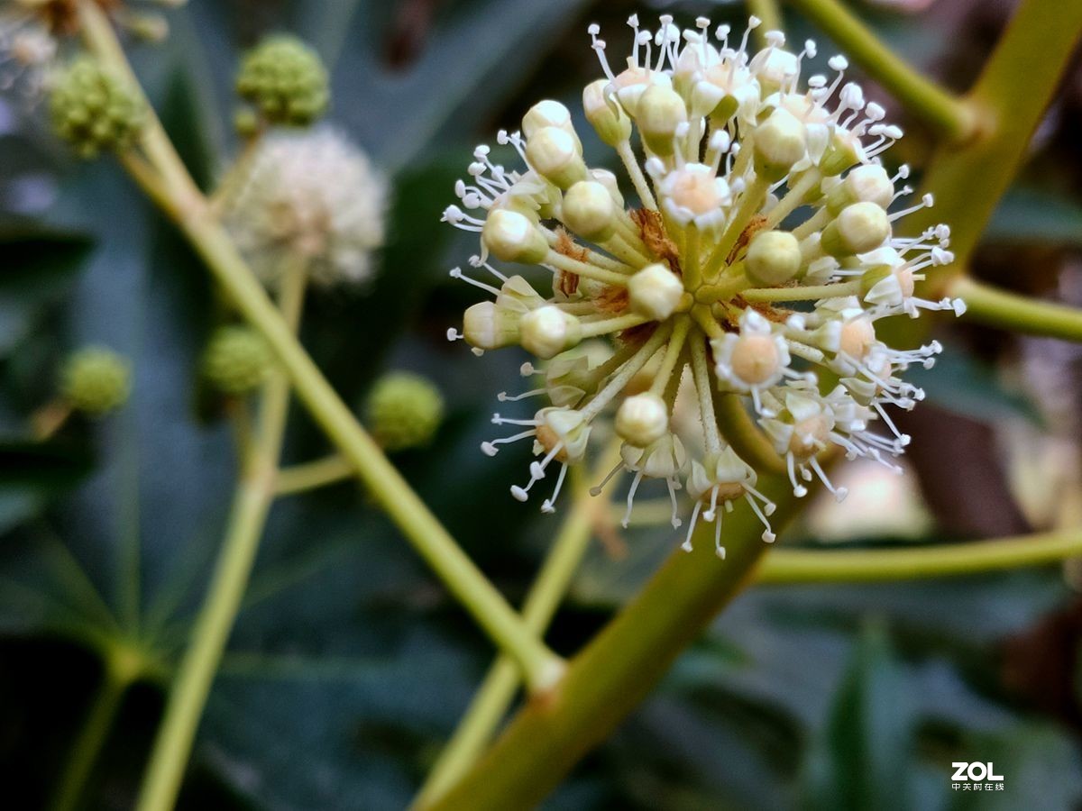 花卉系列【1616】