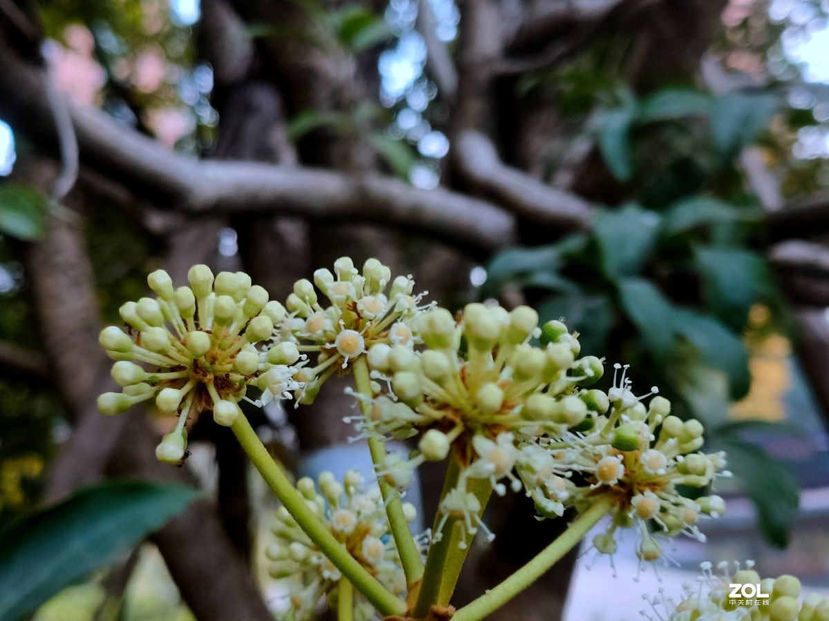 花卉系列【1616】