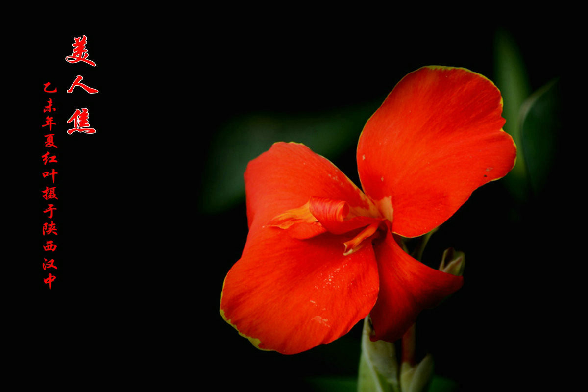 美人焦---恭贺红河星空(中国)开坛！祝贺华电昆明人荣任版主！