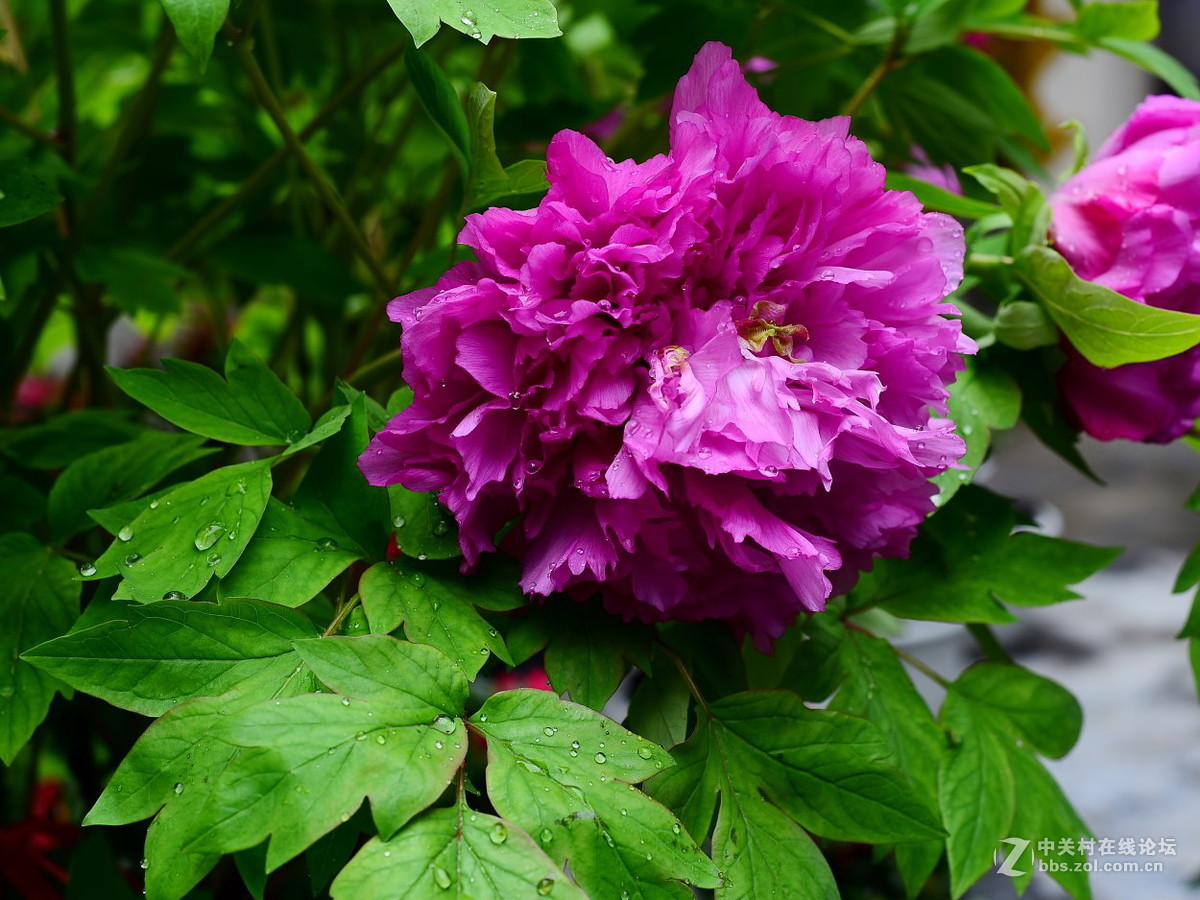 或许局部更好看  ---- 与同志们看牡丹写作