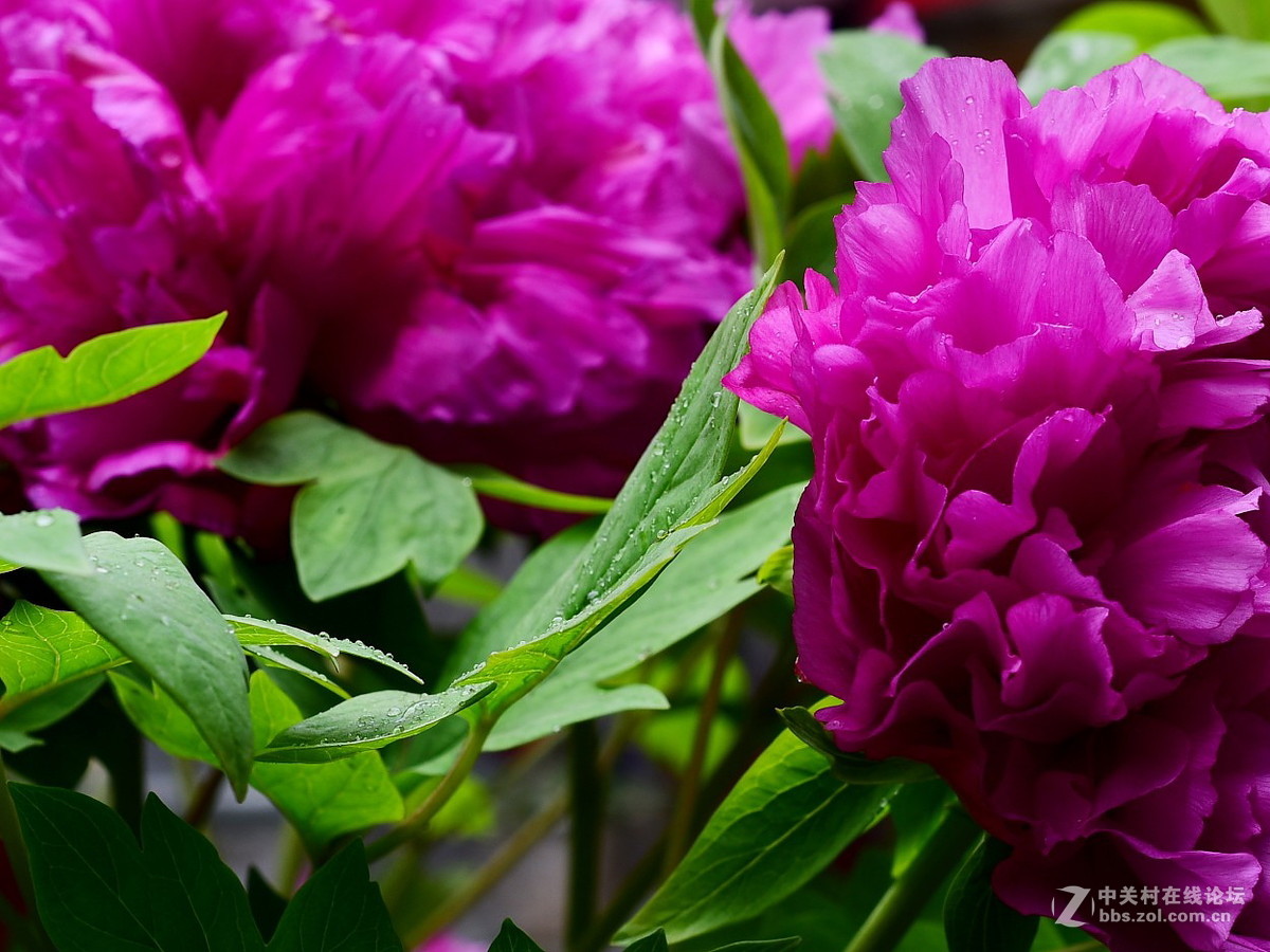 或许局部更好看  ---- 与同志们看牡丹写作