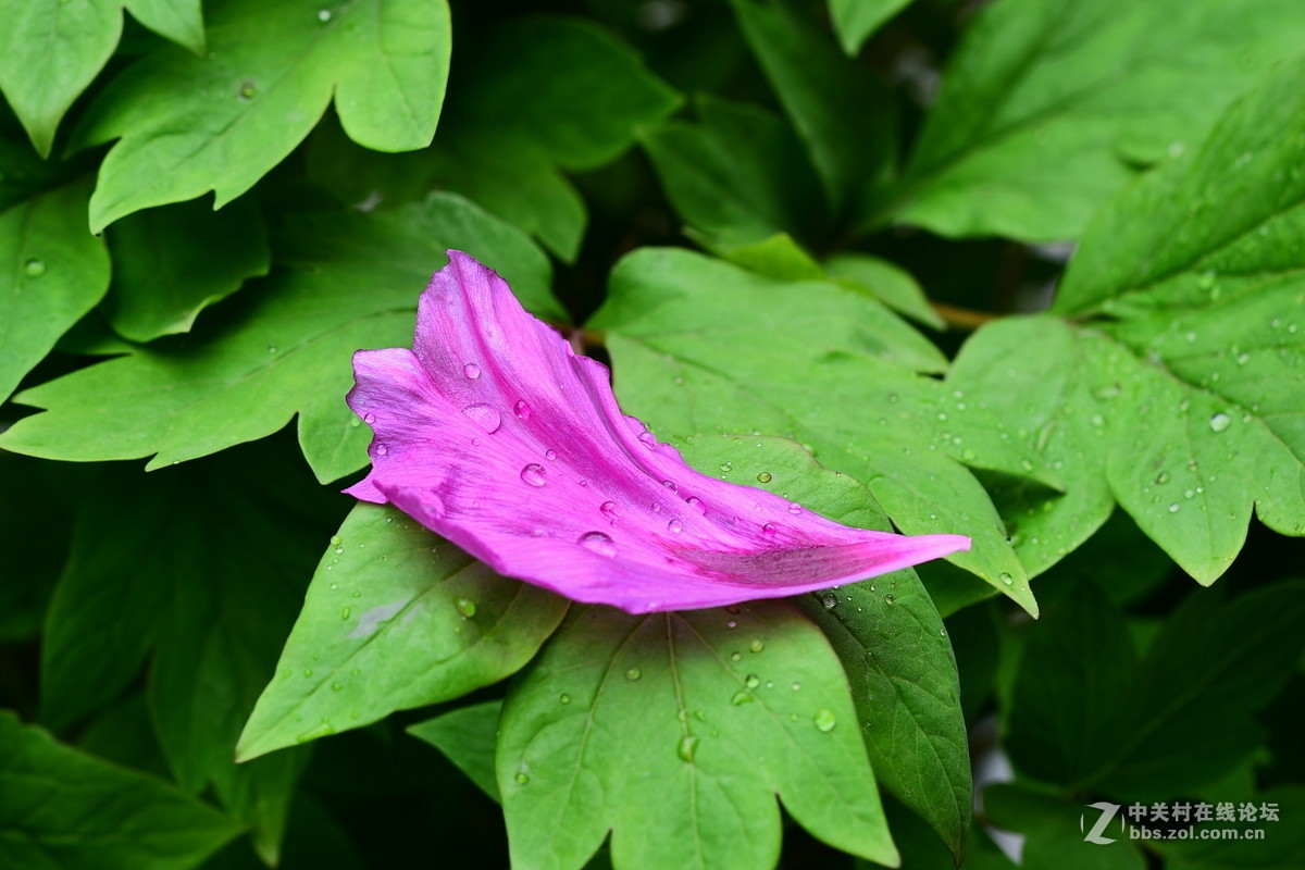 或许局部更好看  ---- 与同志们看牡丹写作
