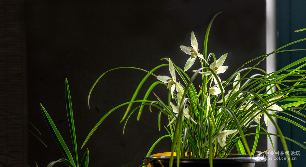 兰花八幅-中关村在线摄影论坛