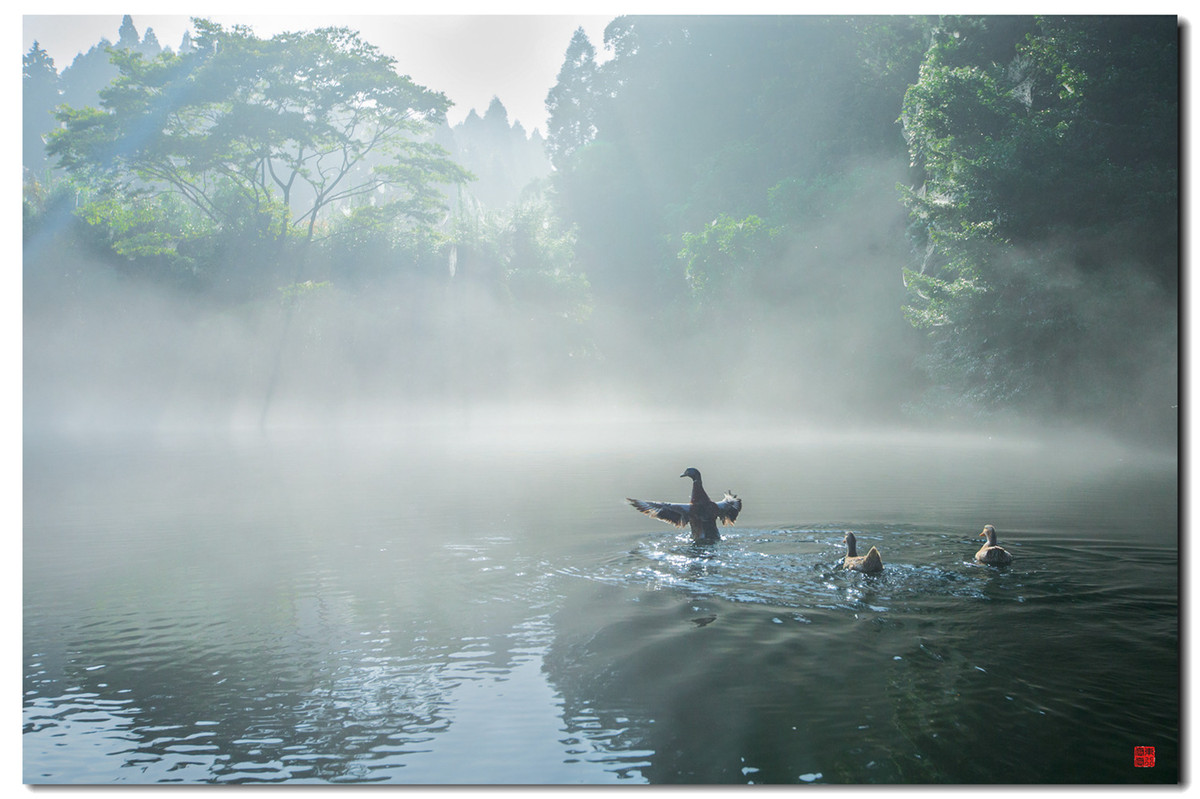 #我镜头中的美景点名评片# 一组自然野鸟抓拍，敬请凡尘等几位版主和各位好友临帖指正