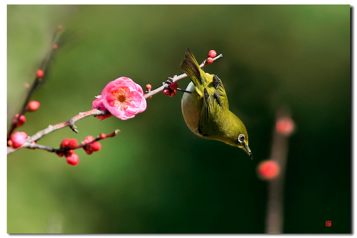 #我镜头中的美景点名评片# 一组自然野鸟抓拍，敬请凡尘等几位版主和各位好友临帖指正