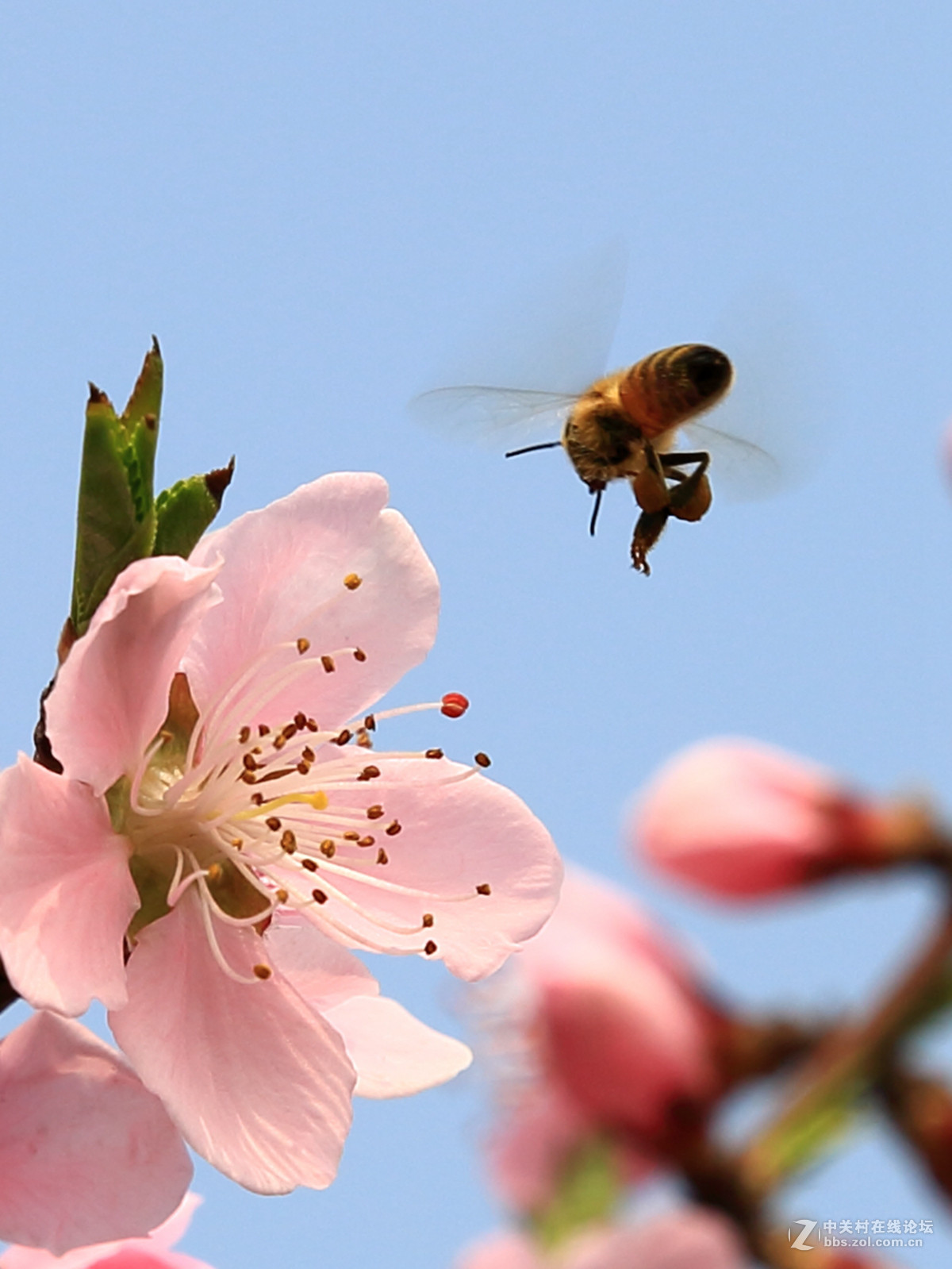 桃花深处蜜蜂喧