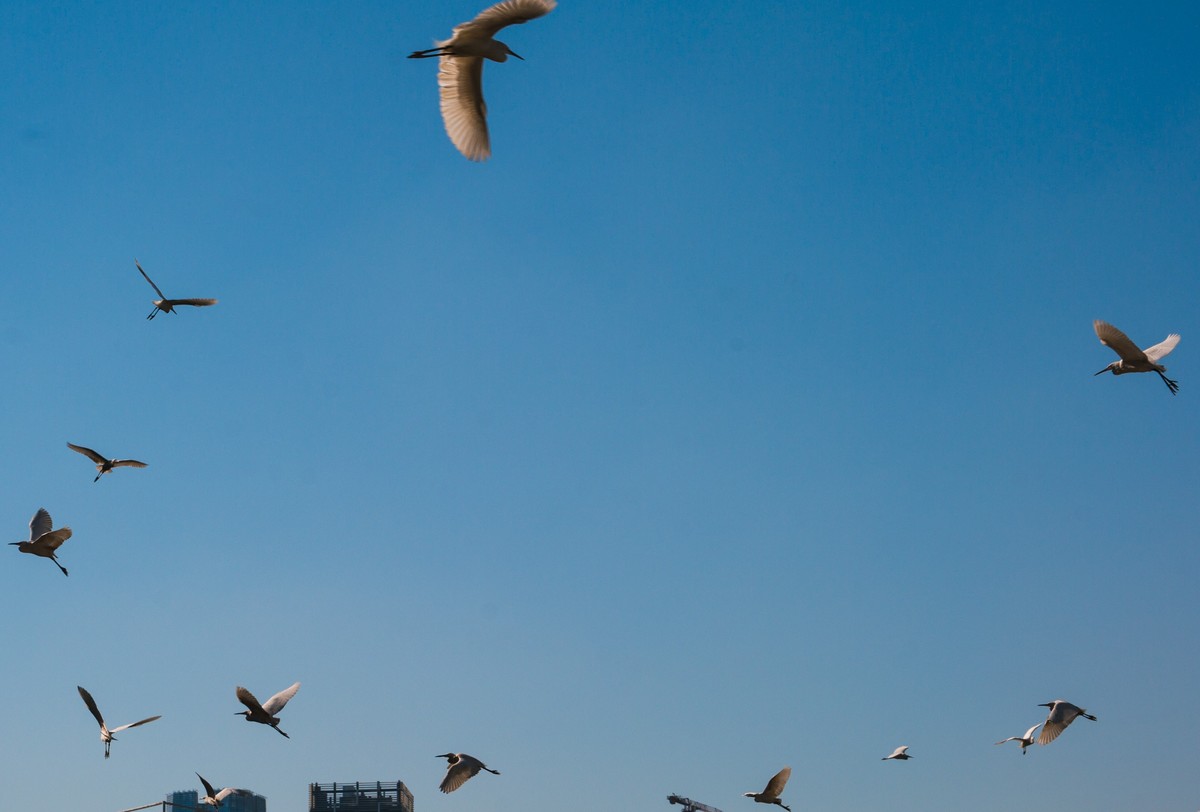 2018/1/14(深圳“东角头”摄影)