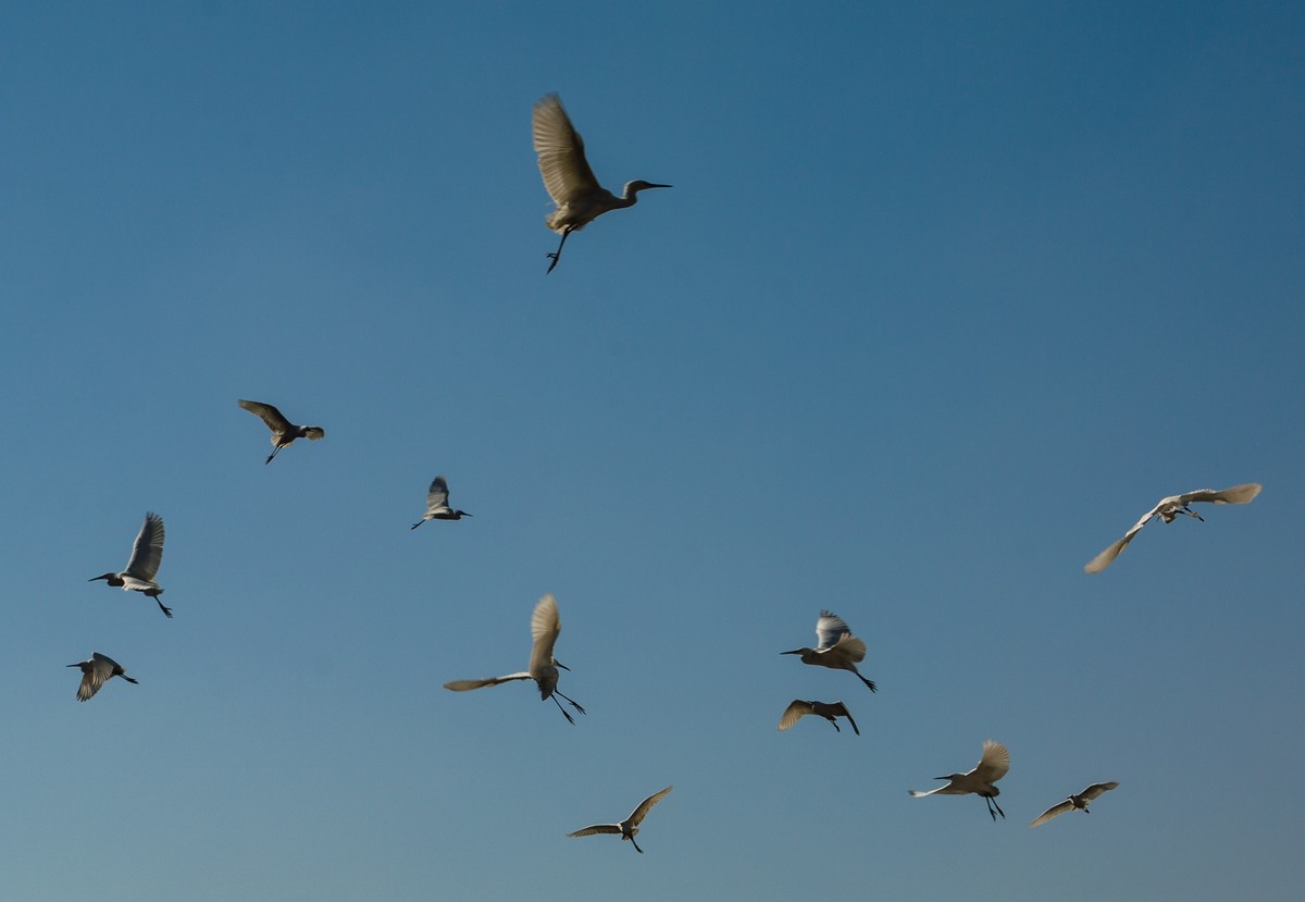 2018/1/14(深圳“东角头”摄影)