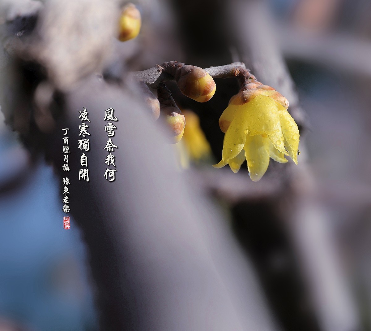 凌寒独自开---蜡梅