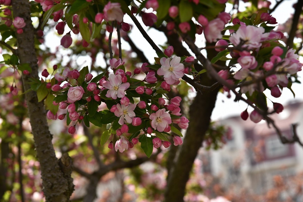 满树满树地海棠花