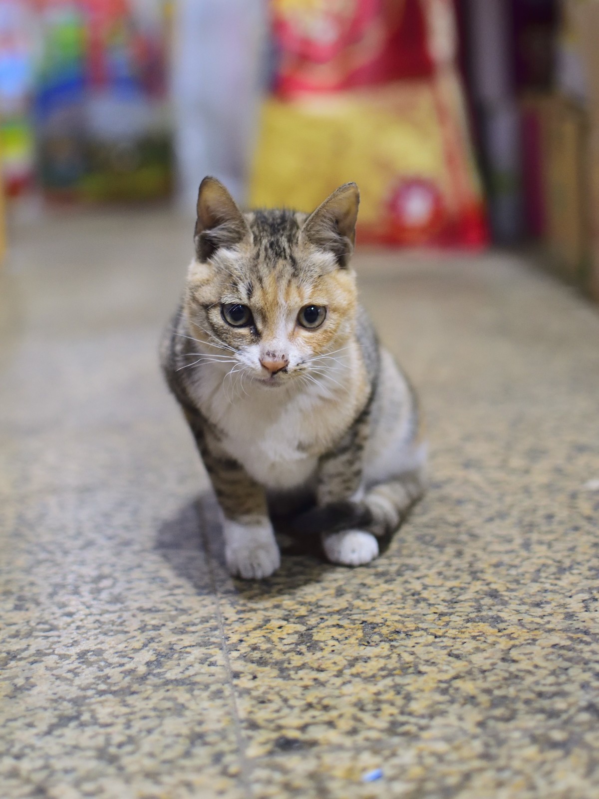 小头摄“猫”