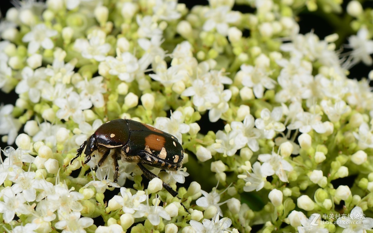 白花败酱上的斑青花金龟