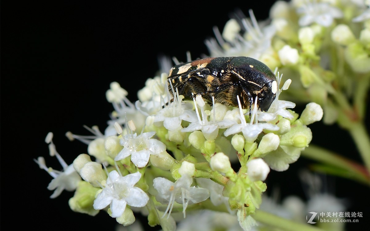 白花败酱上的斑青花金龟