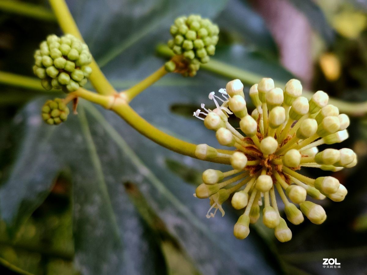 花卉系列【1616】