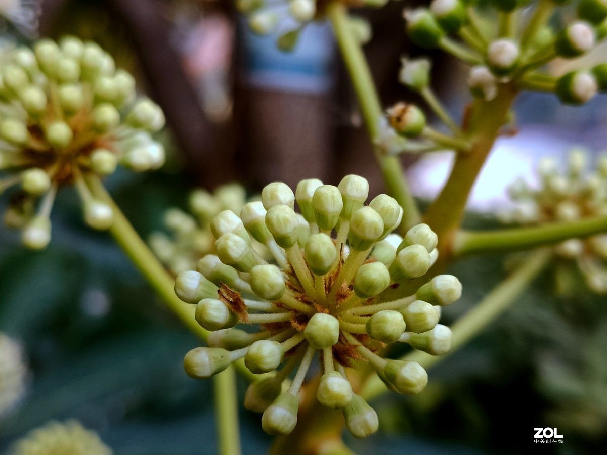 花卉系列【1616】