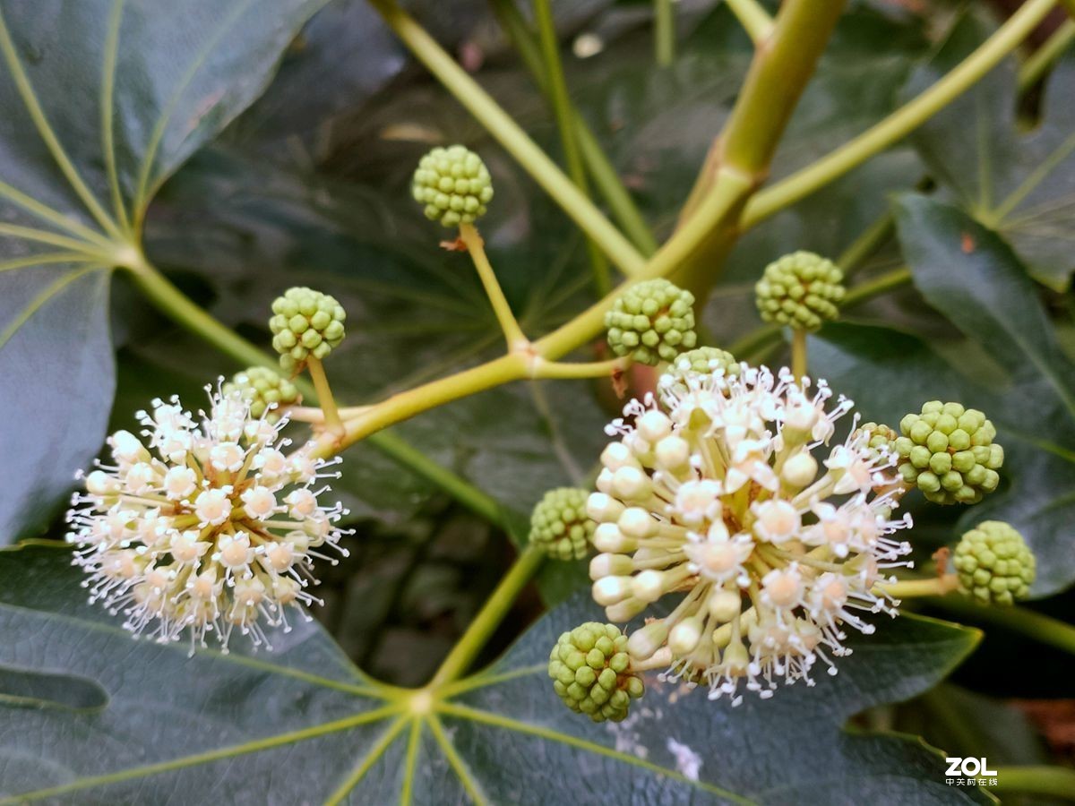 花卉系列【1616】