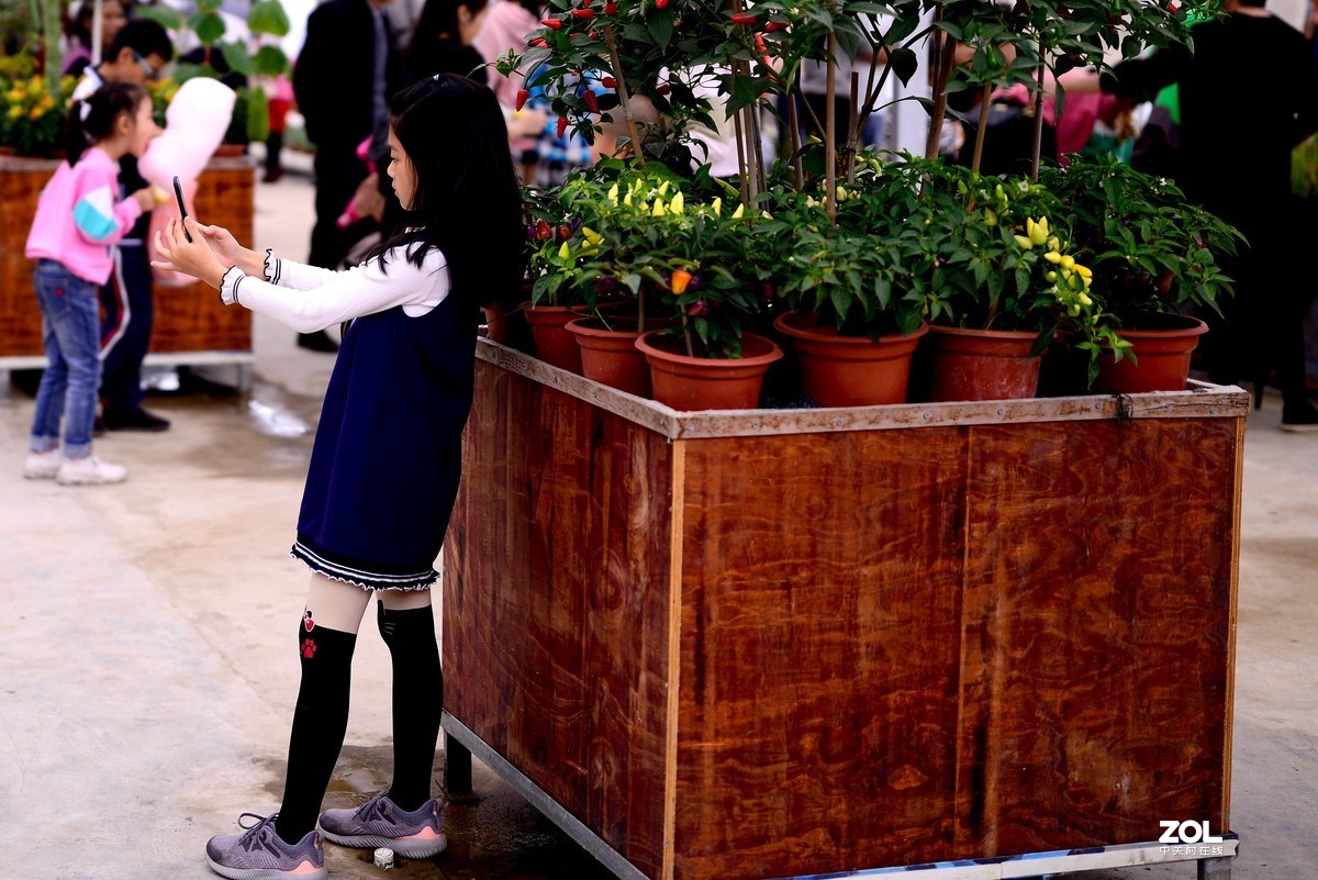 农场看蔬菜瓜果1