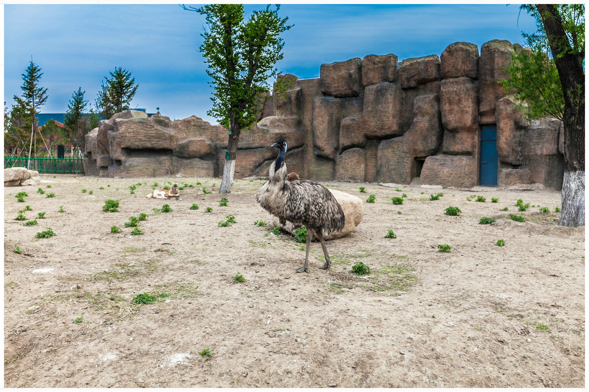 齊齊哈爾龍沙動植物園3