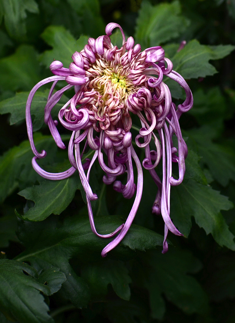 800_1100竖版 竖屏