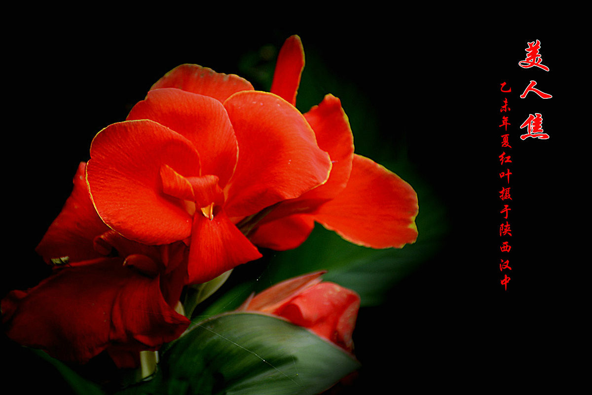 美人焦---恭贺红河星空(中国)开坛！祝贺华电昆明人荣任版主！