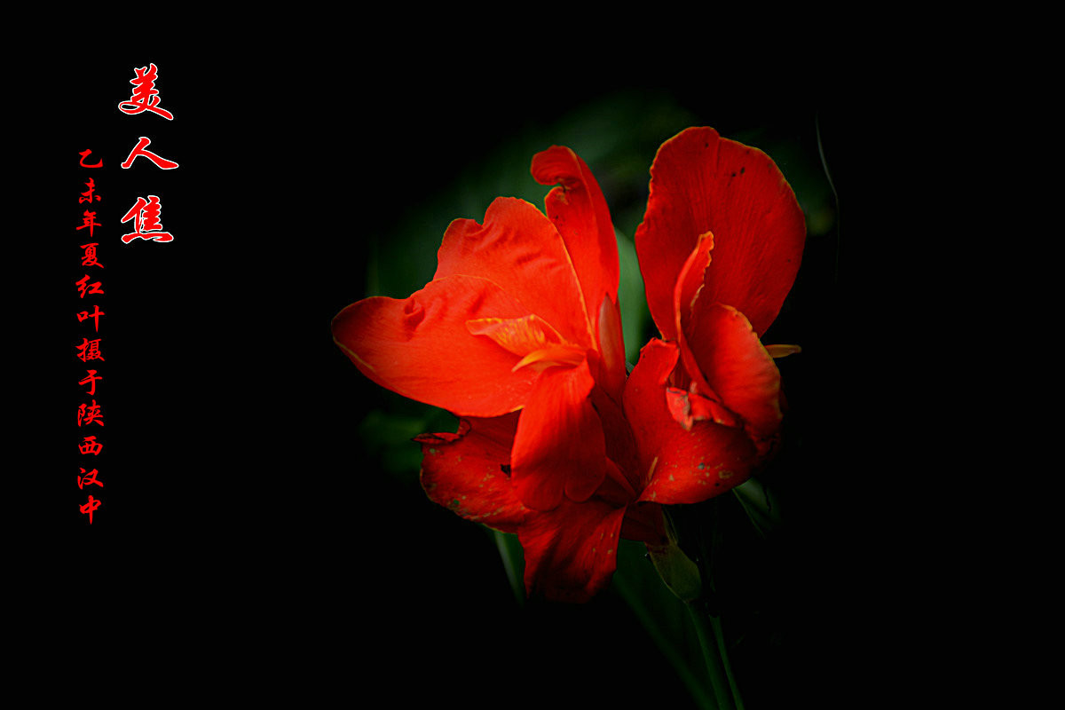 美人焦---恭贺红河星空(中国)开坛！祝贺华电昆明人荣任版主！