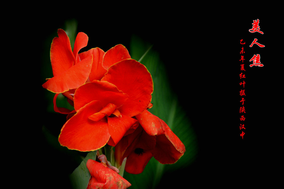 美人焦---恭贺红河星空(中国)开坛！祝贺华电昆明人荣任版主！