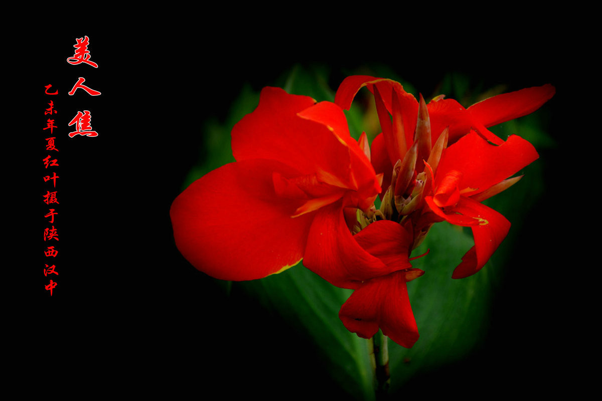 美人焦---恭贺红河星空(中国)开坛！祝贺华电昆明人荣任版主！