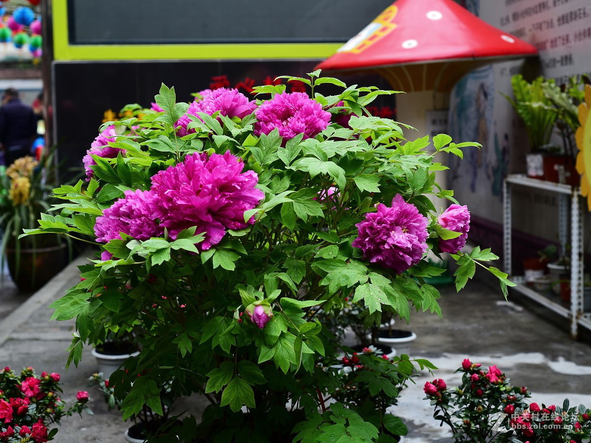 或许局部更好看  ---- 与同志们看牡丹写作