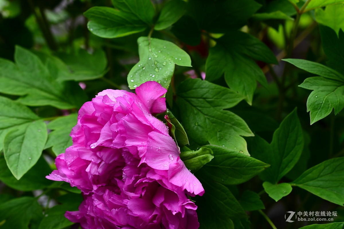或许局部更好看  ---- 与同志们看牡丹写作