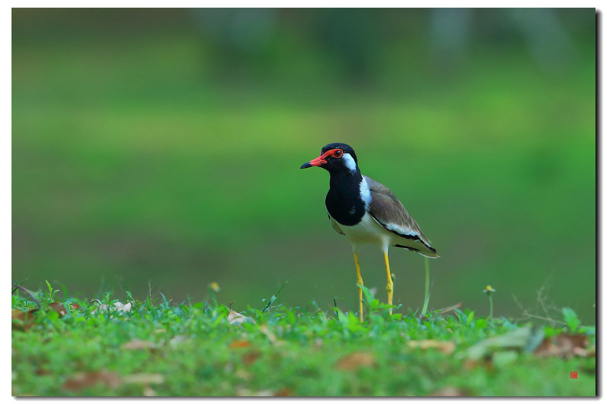 #我镜头中的美景点名评片# 一组自然野鸟抓拍，敬请凡尘等几位版主和各位好友临帖指正