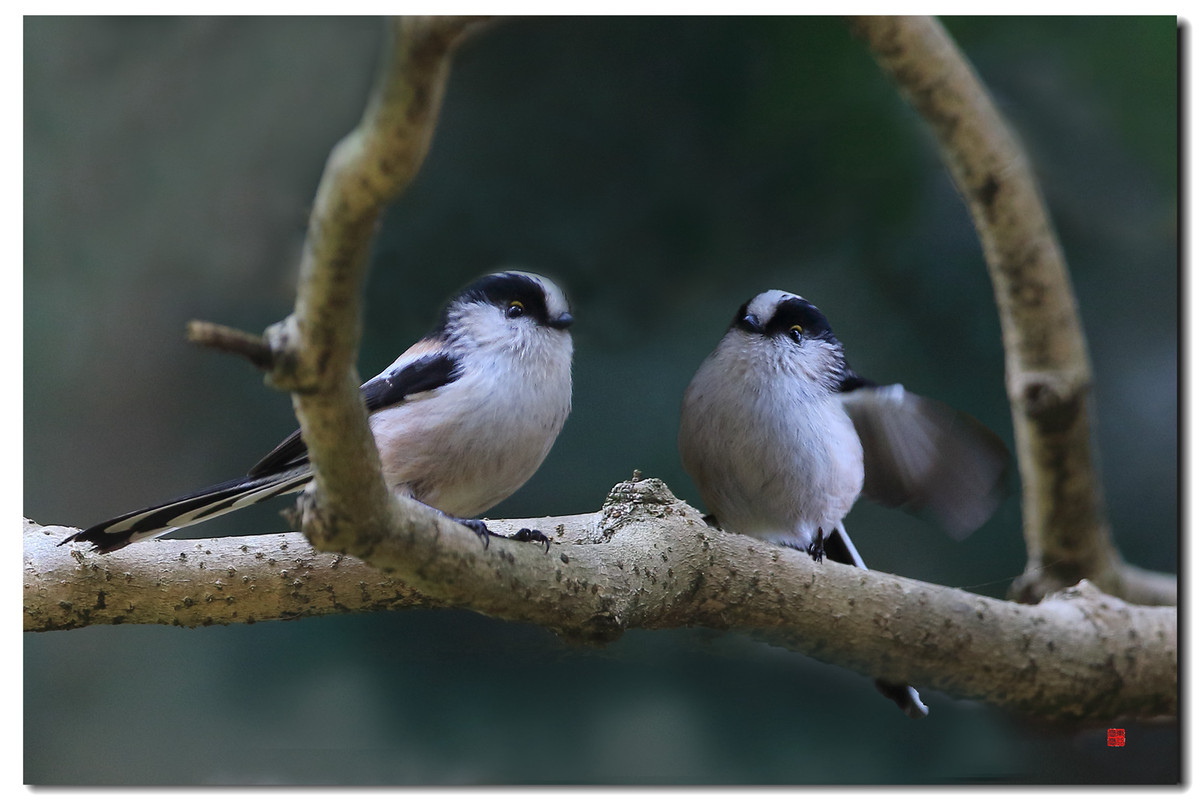 #我镜头中的美景点名评片# 一组自然野鸟抓拍，敬请凡尘等几位版主和各位好友临帖指正